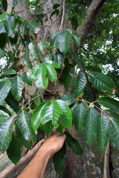 Canarium vulgare Java Almond, Kenari Nut